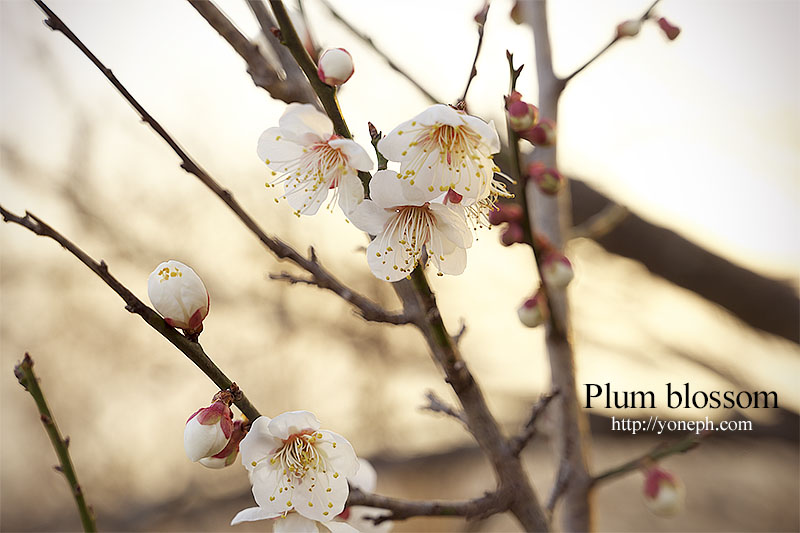 梅の花、神戸市の高取山へ登った、山頂には高取神社があり神域にまだ小さい梅の木があり可愛い小さな花を咲かせていました、梅の花が咲くと季節を感じられますね。